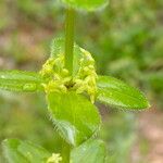 Cruciata glabra Hoja