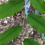 Sclerocroton cornutus Φύλλο