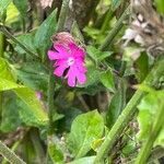 Silene dioica 葉