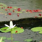 Nymphaea lotus 花