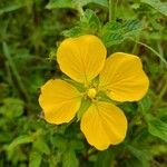 Ludwigia peruviana Flower