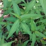 Persicaria odorata Folha