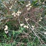 Salix atrocinerea Flower