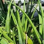 Aloe veraLeaf