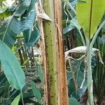Heliconia latispatha Corteza