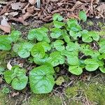 Asarum caudatum Yaprak