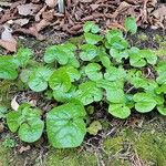 Asarum caudatum ᱥᱟᱠᱟᱢ