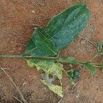 Gaertnera paniculata Leaf