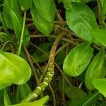 Scaevola taccada Bark