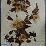Clematis connata Otro
