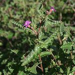 Melochia tomentosa Habitus