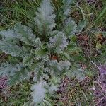 Senecio doria Leaf