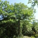 Quercus pubescens Plante entière