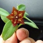 Frerea indica പുഷ്പം