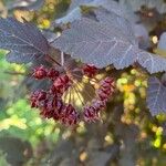 Physocarpus opulifolius Frucht