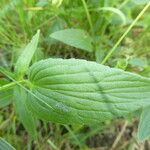 Viola elatior Leaf