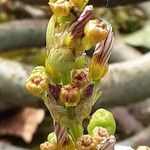 Sisyrinchium striatum Fruit