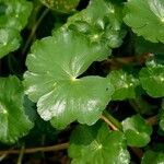 Hydrocotyle ranunculoides Yaprak