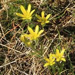 Gagea bohemica Flower