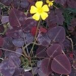 Oxalis hedysaroides Flower