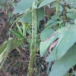 Bauhinia forficata Плід