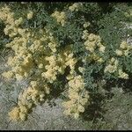 Ceanothus cordulatus Habitat