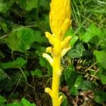 Orobanche flava Fruit