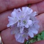 Armeria choulettiana