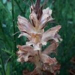 Orobanche rapum-genistae Цветок