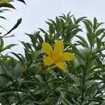 Allamanda schottii Flower