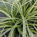 Carex morrowii पत्ता