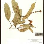 Eschweilera rhododendrifolia Fruto