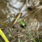 Fimbristylis aestivalis Leaf