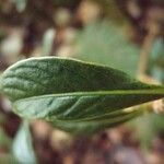Chassalia gaertneroides Hoja