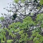 Ceiba pentandra Leaf