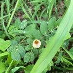 Kallstroemia maxima Λουλούδι