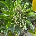 Heliotropium arboreum Λουλούδι