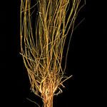 Leptothrium senegalense Hábito