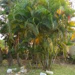 Dypsis lutescens موطن