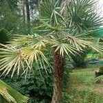 Copernicia alba Hoja
