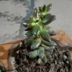 Sedum hernandezii Foglia