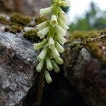 Umbilicus rupestris Květ