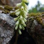 Umbilicus rupestris Flower