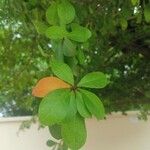 Erythroxylum suberosum Folla
