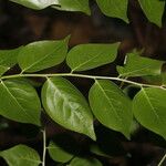 Phyllanthus acuminatus Fruit