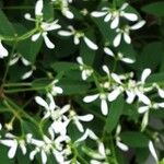 Chamaesyce hypericifolia Хабит