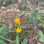 Narcissus gaditanus Flower