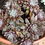 Graptopetalum rusbyi ഇല