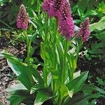 Dactylorhiza elata 整株植物