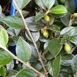 Cotoneaster simonsii Folha